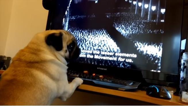 Man Fined for Viral Video of Pug Giving Nazi Salute
