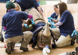 Rhino Becomes First of Species to Get CT Scan