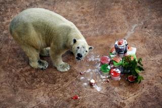 World's First 'Tropical Polar Bear' Euthanized