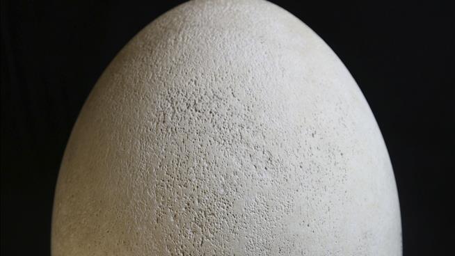 Museum Shocked to Discover Giant Egg in Collection Is Real