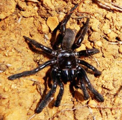 World's Oldest Spider Dead at 43