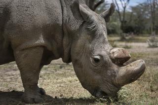 Ancient Rhino Radically Changes Philippines History
