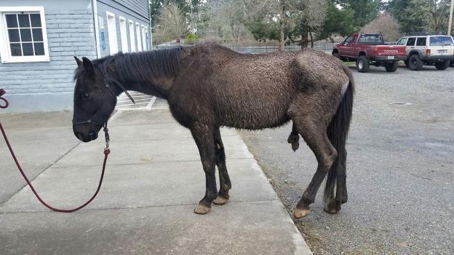 Neglected Horse Sues Former Owner for $100K