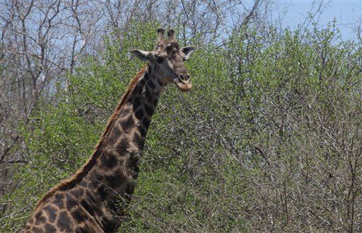 Giraffe Kills South African Film Director