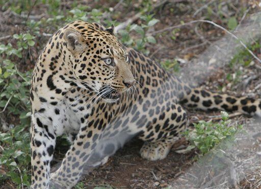 Leopard Eats Toddler Alive in Uganda