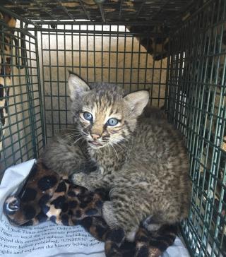Rescuers Bitten After Mistaking Bobcat for Kittens