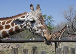 Zoo Atlanta's Giraffe Dies in 'Unusual Incident'