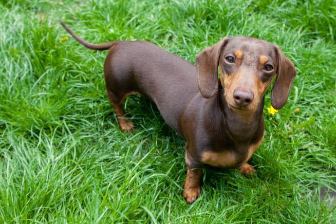 Woman Killed in Attack by 7 Dachshunds