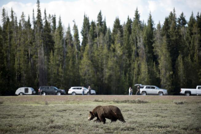 In 43-Year First, Wyoming's Grizzlies to Be Hunted