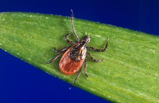 Tick-Proofing Your Clothes May Prevent Disease
