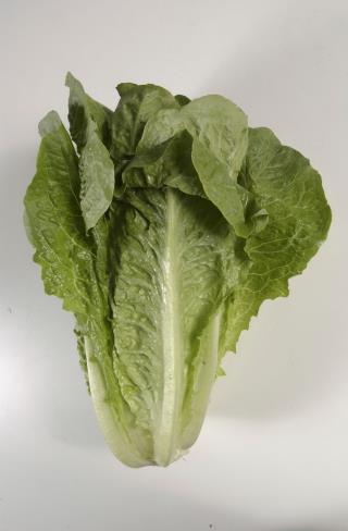 4 More Deaths Linked to Tainted Lettuce