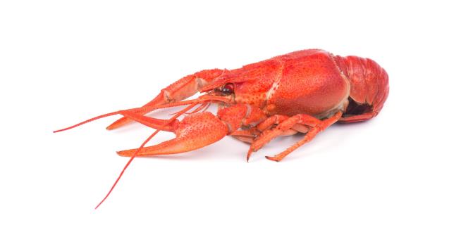 Plucky Crayfish Escapes Pot to Joy of Internet