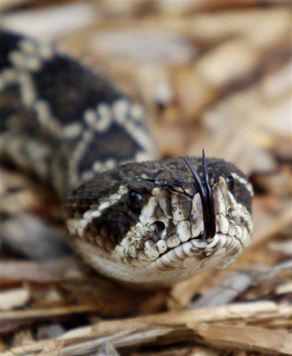 Decapitated Rattlesnake Almost Kills Texas Man