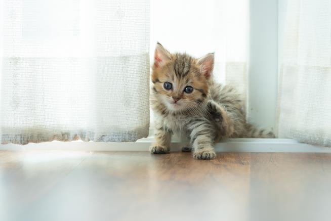 Lawmakers Want to End Research That Kills Kittens