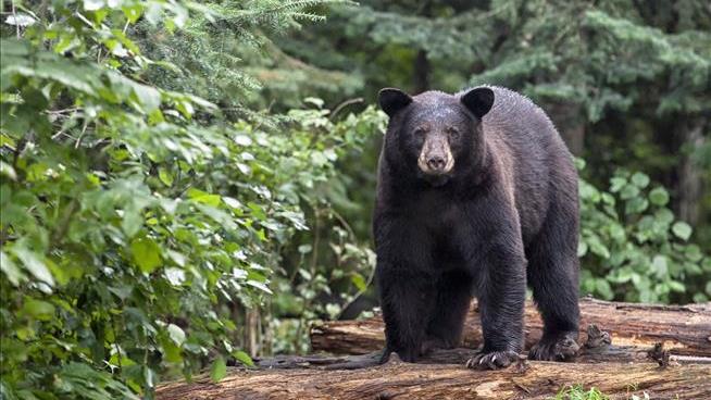 'Absolutely Never Do That': Man Goes After Black Bear