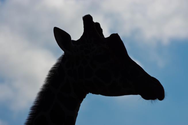 Trophy Hunter's Picture With Dead Giraffe Sparks Outrage
