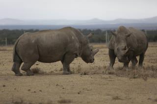 World's First 'Test Tube Rhinos' Could Save a Species