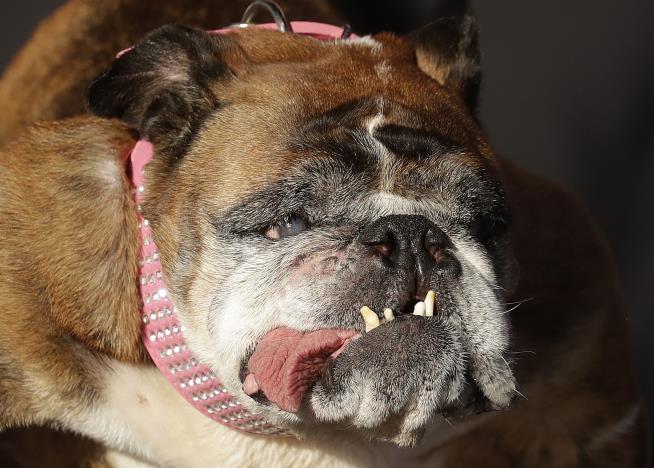 Just Weeks After Her Win, 'World's Ugliest Dog' Dies