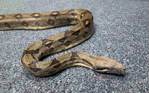 6-Foot Boa Constrictor Falls From Ceiling Onto Sleeping Man