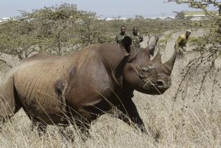 8 Endangered Rhinos Die After Relocation 'Disaster'