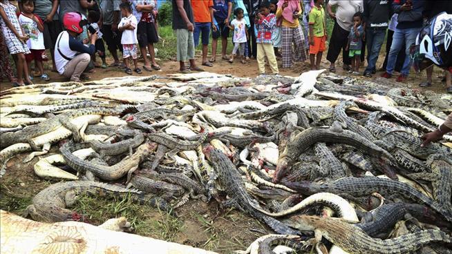 A Pile of Dead Crocodiles Was One Village's Revenge