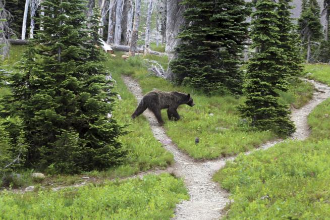 Grizzly Euthanized After 20-Foot Fall
