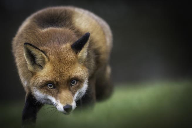 A Rabid Fox Attacked Her in Her Yard: 'I Had to Do Something'