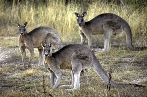 Kangaroo-Killing Restrictions Lifted as Drought Accelerates