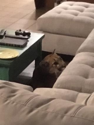 Mountain Lion Breaks Into Family's Home