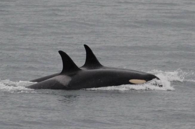 Grieving Mother Orca Finally Lets Go of Dead Calf