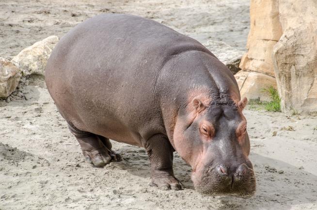 A Reach Down, a Slap on a Hippo's Butt, Now a Crime Probe