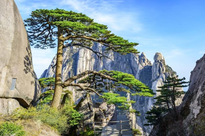 Tourists Love China's Most Famous Tree. Perhaps Too Much
