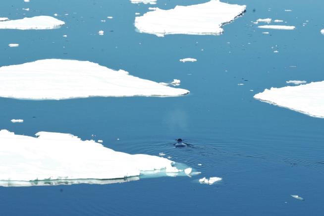 Arctic's Oldest, Thickest Ice in Pieces