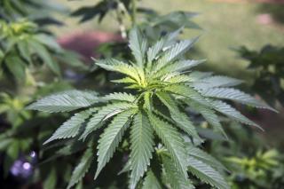 Wells Fargo Drops Candidate With Medical Marijuana Ties