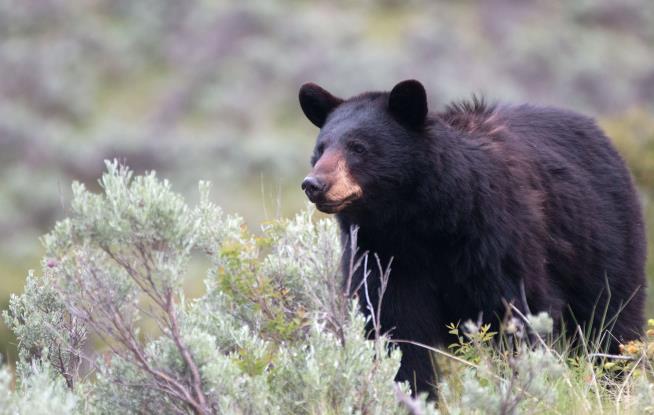 Bear Spray Saves 10-Year-Old Attacked in Yellowstone
