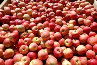 Red Delicious Is No Longer Most Popular Apple in US