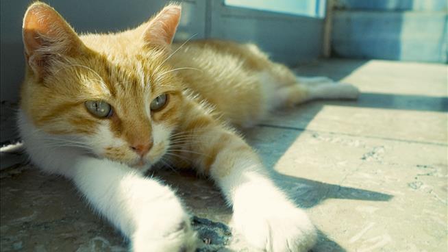 Macabre Killing of Cats in Washington Getting Worse