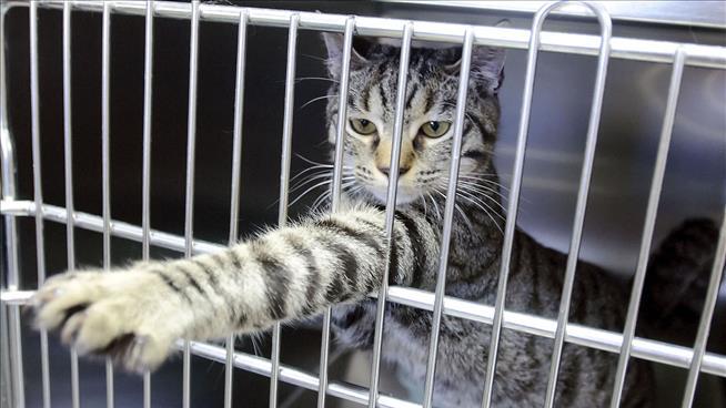 Proposed Cat Ban To Save Birds Ruffles Feathers