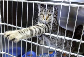 Proposed Cat Ban To Save Birds Ruffles Feathers