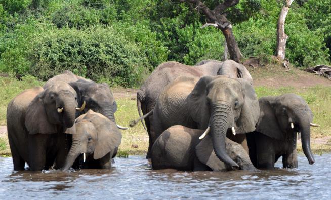 Botswana Prez: Poaching Furor 'Nothing but Hysteria'