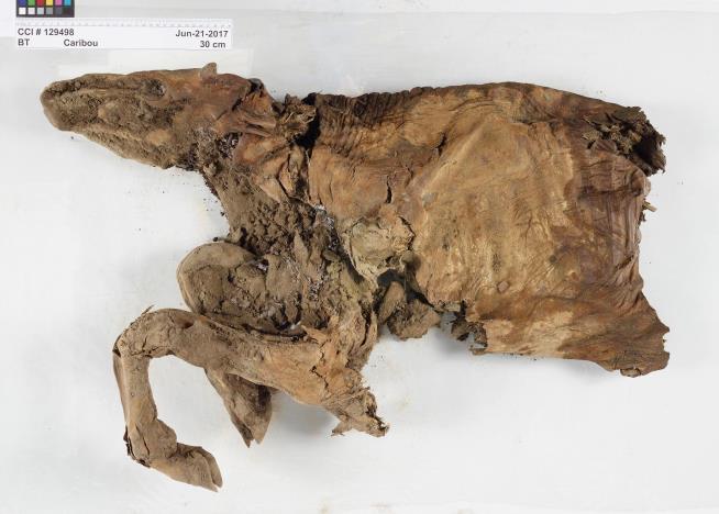 50K-Year-Old Mummified Wolf Pup Still 'So Cute'