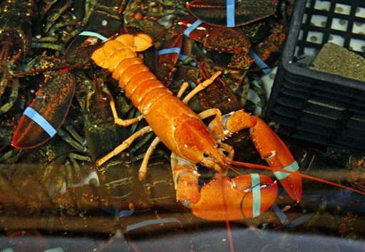 State Probes Eatery That Gave Pot to Lobsters
