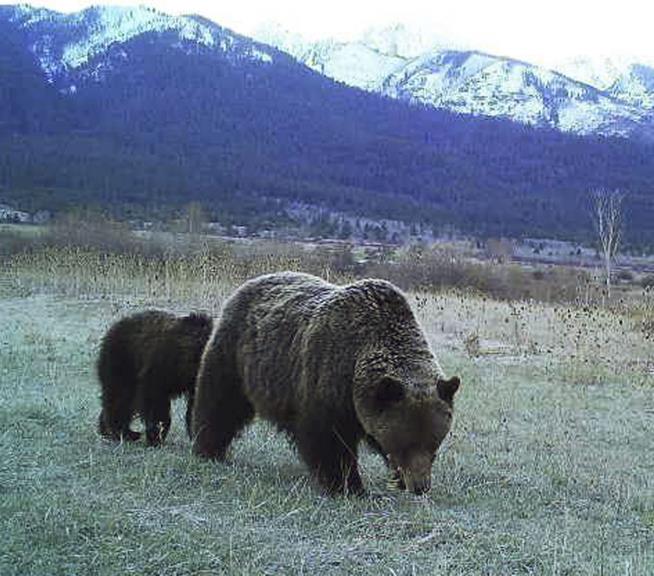 Judge Restores Protection for Yellowstone-Area Grizzlies