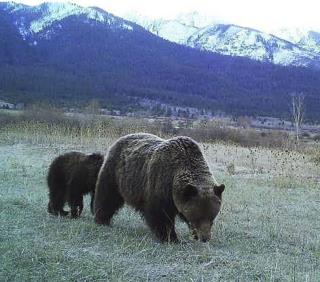 Judge Restores Protection for Yellowstone-Area Grizzlies