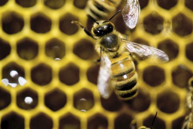 Latest Possible Victims of World's Most-Used Herbicide: Bees