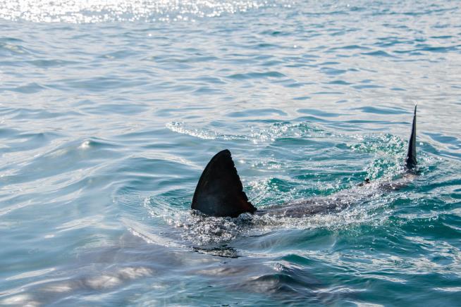 Shark Followed Rescuers After California Attack