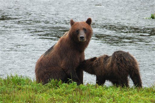 Bears Kill Worker at Remote Alaska Mine