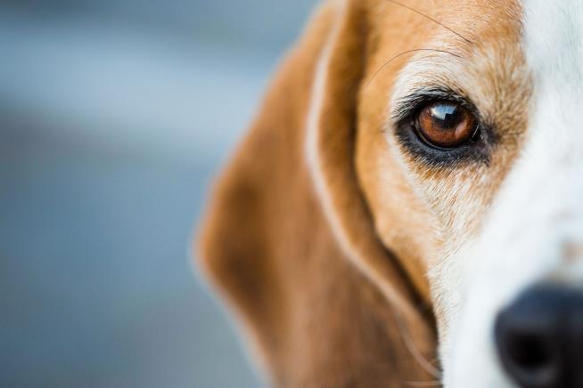 Noise Complaint Leads to 71 Beagles in 'Deplorable Conditions'