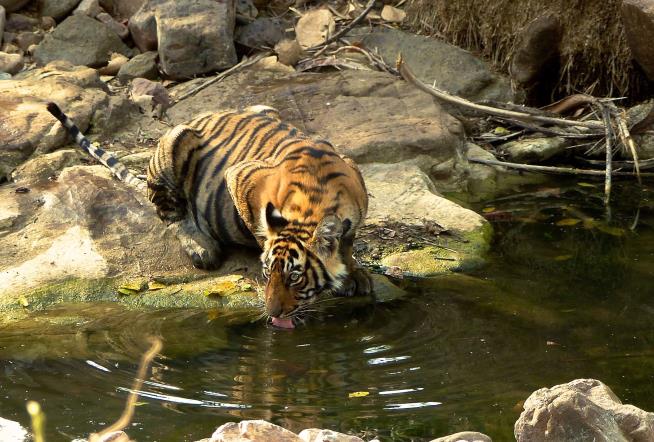 Plagued by a Man-Eating Tiger, India Has an Odd Idea