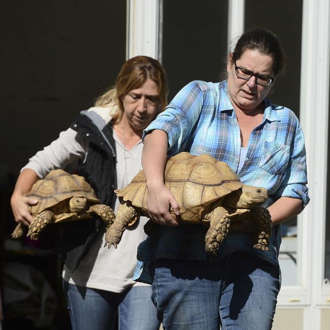 Gators, Skunks and Tortoises Among 245 Seized Animals